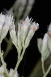 Recurved eupatorium